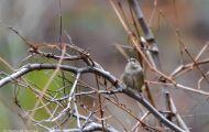 Tiere, Vögel - Sperlingsvögel  Zaunkönig_Troglodytes troglodytes_Winter Wren 02.JPG