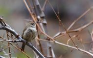Tiere, Vögel - Sperlingsvögel  Zaunkönig_Troglodytes troglodytes_Winter Wren 05.JPG