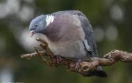 Tiere, Vögel - Taubenvögel  Ringeltaube_Columba palumbus_Wood Pigeon 08.JPG