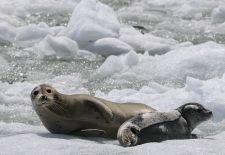 Tierwelt Alaskas - Pazifischer Seehund.JPG