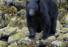 Tierwelt Alaskas - Schwarzbaer.JPG