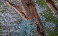 Utah, Dixie - Snow Canyon State Park 03.JPG