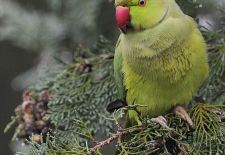 Vögel im heimischen Garten - Halsbandsittich.JPG