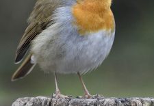 Vögel im heimischen Garten - Rotkehlchen.JPG