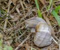 Weichtiere, Schnecken - Hainbänderschnecke_Cepaea nemoralis_Brown-lipped Snail 03.JPG