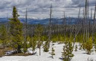 Wyoming, Northwest - Yellowstone National Park Dunraven Pass 01.JPG