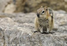 Ziesel in Nordamerika - Felsenziesel, Yellowstone NP, Wyoming.JPG