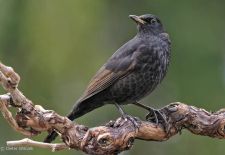 Bezaubernde Vögel im heimischen Garten - Amsel