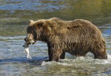 09 Braunbären in Alaska 09.JPG