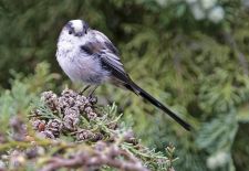 Bezaubernde Vögel im heimischen Garten - Schwanzmeise