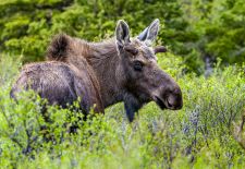 Wildlife in Alaska - Elch
