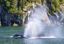 Humpback whales on port side