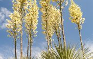 Agaven & Kakteen, Agaven  - Yucca  Seifenbaum Yucca 02.JPG