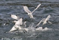 Alaskas Tierwelt - Artenvielfalt im hohen Norden - Fischende Dreizehenmoewen.JPG