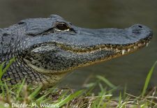 Alligatoren in Florida - Missisippi Alligator, Everglades National Park 1.JPG