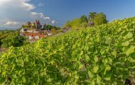 Baden-Württemberg, Breisach am Rhein - Eckartsberg 02.JPG