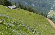 Bayern, Oberbayern - Schönau am Königssee  Jenner, Mitterkaserweg 02.JPG