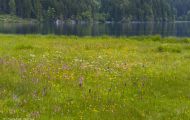Blumenwiese 16.JPG