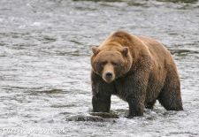 Braunbaeren in Alaska - Brooks Falls  Katmai Nat'l. Park 1.JPG