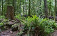 British Columbia, Vancouver Island - McMillan Provincial Park 02.JPG