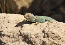 Flora und Fauna der Sonora Wüste - Halsbandleguan, Saguaro National Park.JPG