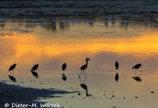 Floridas Tierwelt - Florida Sunset.JPG