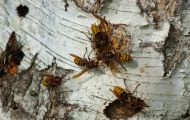 Fluginsekten, Neuflügler - Hautflügler   Hornisse_Vespa crabro_Hornet 01.JPG