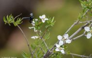 Fluginsekten, Neuflügler - Hautflügler  Holzbiene_Xylocopa species_Carpenter Bee 01.JPG