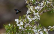 Fluginsekten, Neuflügler - Hautflügler  Holzbiene_Xylocopa species_Carpenter Bee 03.JPG