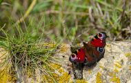 Fluginsekten, Neuflügler - Schmetterlinge  Pfauenauge_Inachis io_European Peacock 01.JPG