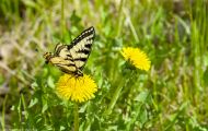 Fluginsekten, Neuflügler - Schmetterlinge  Westlicher Tigerschwalbenschwanz_Papilio canadensis_Canadian Tiger Swallowtail 08.JPG