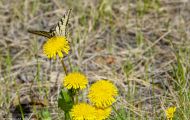 Fluginsekten, Neuflügler - Schmetterlinge  Westlicher Tigerschwalbenschwanz_Papilio canadensis_Canadian Tiger Swallowtail 12.JPG