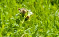 Fluginsekten, Neuflügler - Schmetterlinge  Zitronenfalter_Gonepteryx rhamni_Common Brimstone 03.JPG