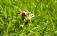Fluginsekten, Neuflügler - Schmetterlinge  Zitronenfalter_Gonepteryx rhamni_Common Brimstone 06.JPG