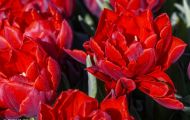 Gärten & Parks - Blumenbeete Bunte Mischung 16.JPG