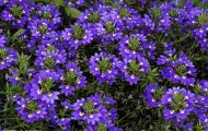 Gärten & Parks - Blumenbeete Bunte Mischung 33.JPG