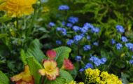 Gärten & Parks - Blumenbeete Bunte Mischung 47.JPG