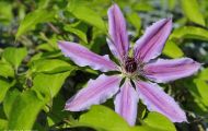 Gärten & Parks - Staudenpflanzen Clematis 02.JPG