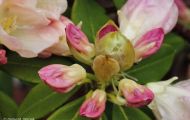 Gärten & Parks - Staudenpflanzen Rhododendron mit gelben Blüten 03.JPG
