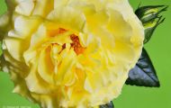 Gärten & Parks - Staudenpflanzen Rosen mit gelben Blüten 02.JPG