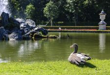 Graugänse in heimischer Umgebung - Bild 06