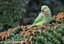 Heimische Gartenvögel - Halsbandsittich.JPG