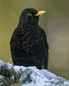 Native Birds of Britain - Blackbird.JPG