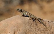 Reptilien, Echsen - Beifuß Eidechse_Sceloporus graciosus_Sagebusch Lizard 01.JPG