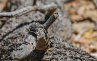 Reptilien, Echsen - Seitenfleckenleguan_Uta stansburiana_Side-Blotched Lizzard 01.JPG