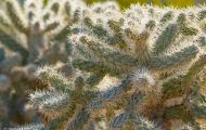 Teddybär Kaktus_Cylindropuntia bigelovii_ 02.JPG