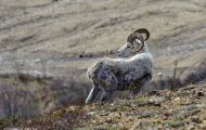 Tiere, Säugetiere - Alaska Schneeschaf 01.JPG