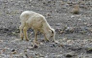 Tiere, Säugetiere - Alaska Schneeschaf 05.JPG