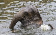 Tiere, Säugetiere - Elefanten  Asiatischer Elefant_Elephas maximus_Asian Elephant 06.JPG