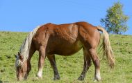 Tiere, Säugetiere - Huftiere   Haflinger Pferd_Equus caballus_Pack horse 02.JPG